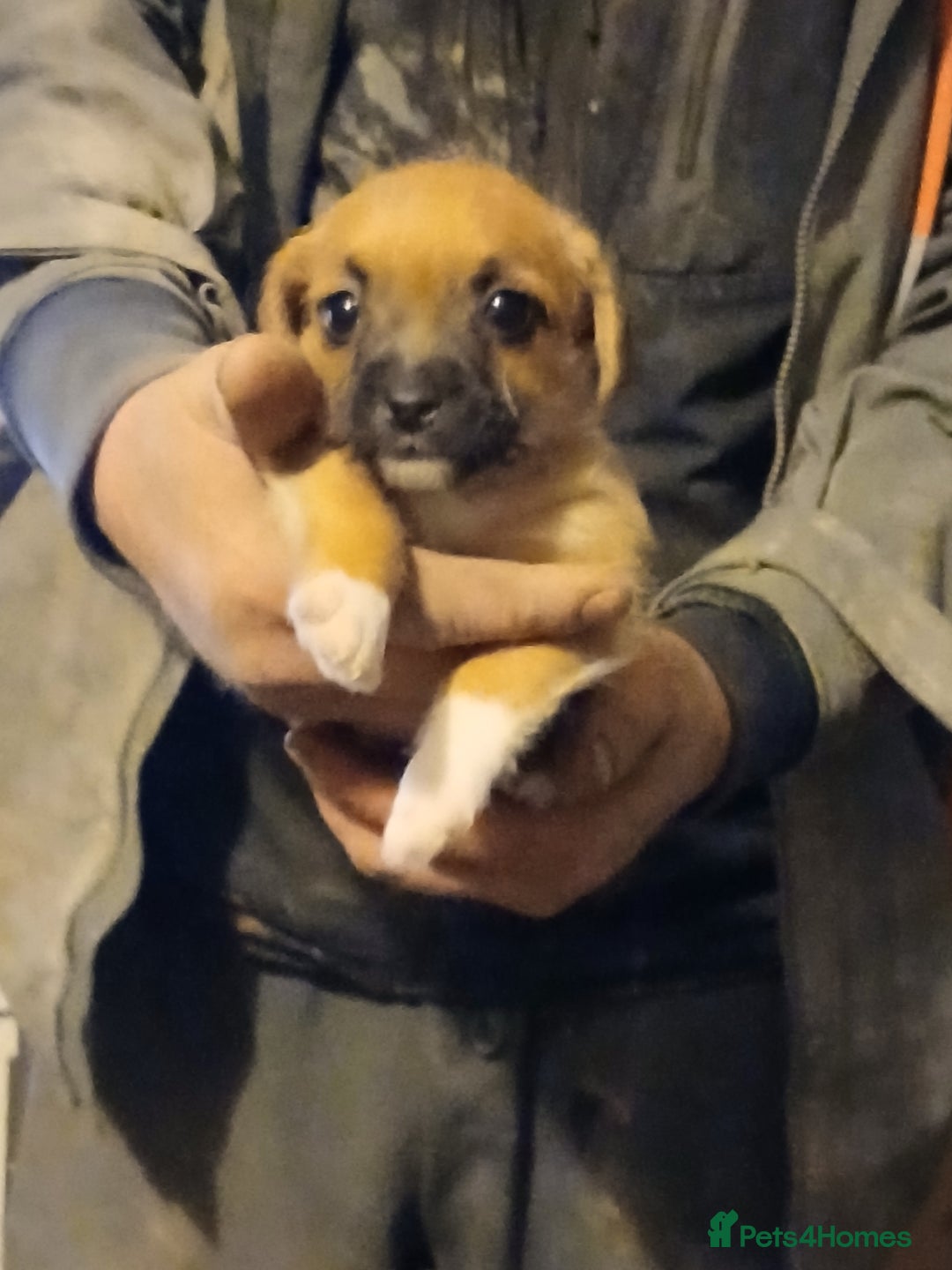 Mixed Breed dogs for sale: Jack russell cross  - Advert 3