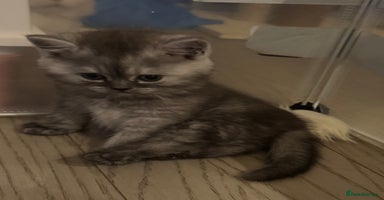 Scottish Fold cats - Advert 15