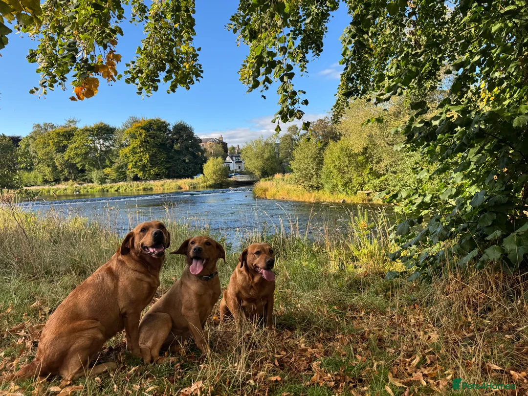 Labradoodle dogs for sale: Labradoodle F1 Puppies Health Tested Parents   - Advert 29