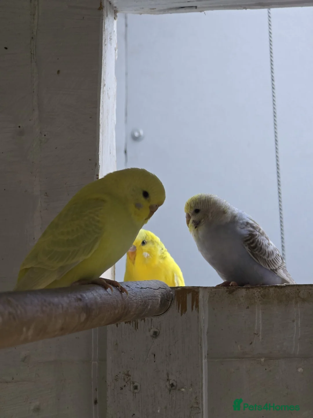 Budgerigars birds for sale: 4 female budgies for sale in Doncaster - Advert 1