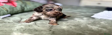 Cavapoo 2