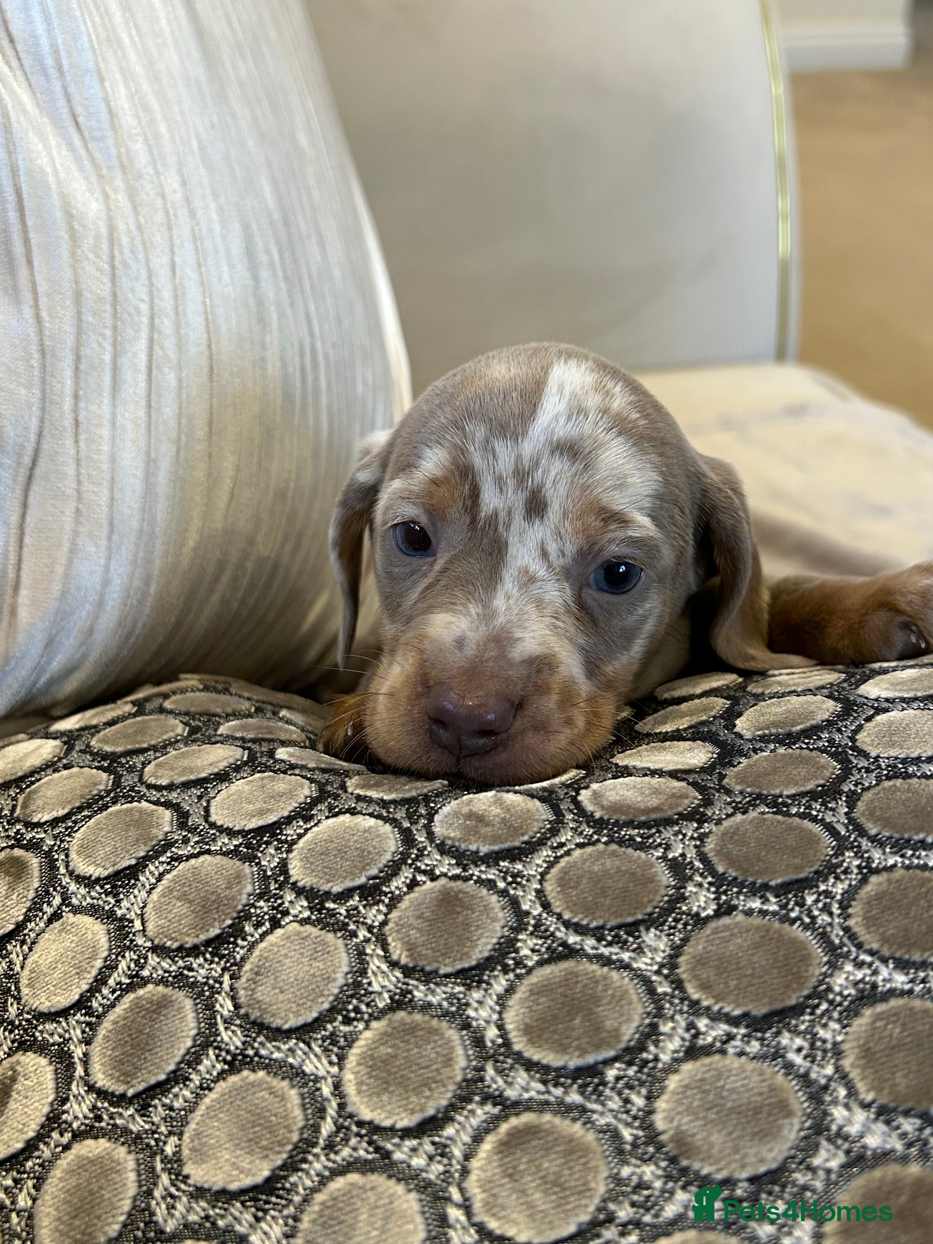 Dachshund dogs dachshund puppy’s  - Advert 2