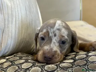 Dachshund dogs dachshund puppy’s - Advert 2