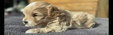 Maltipoo Puppy 2