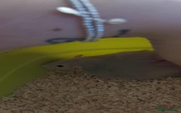 Rat rodents for sale: 1 Dumbo & 1 Fancy - Image 1