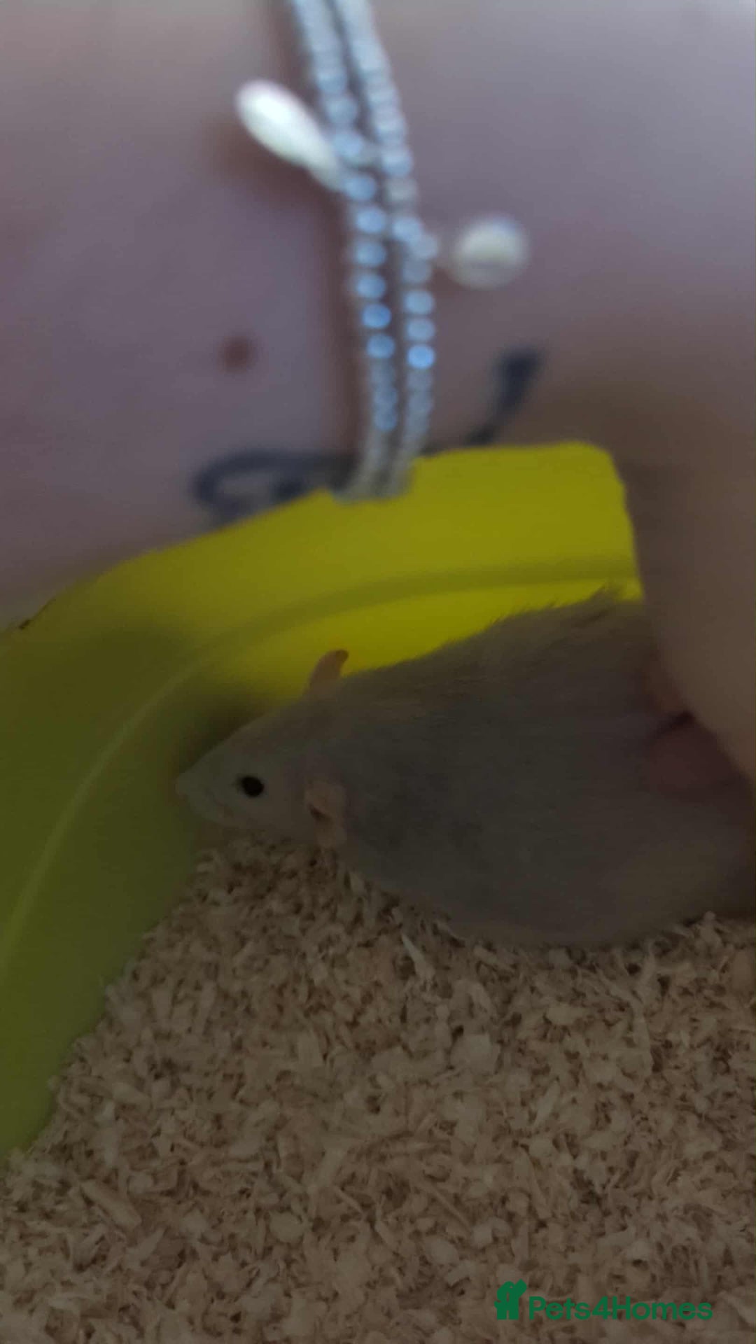 Rat rodents for sale: 1 Dumbo & 1 Fancy - Image 1