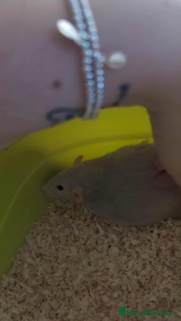 Rat rodents - Advert 2