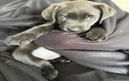 Labrador Retriever dogs for sale: Last of litter K.C Charcoal Labrador girl 9 Weeks - Image 13