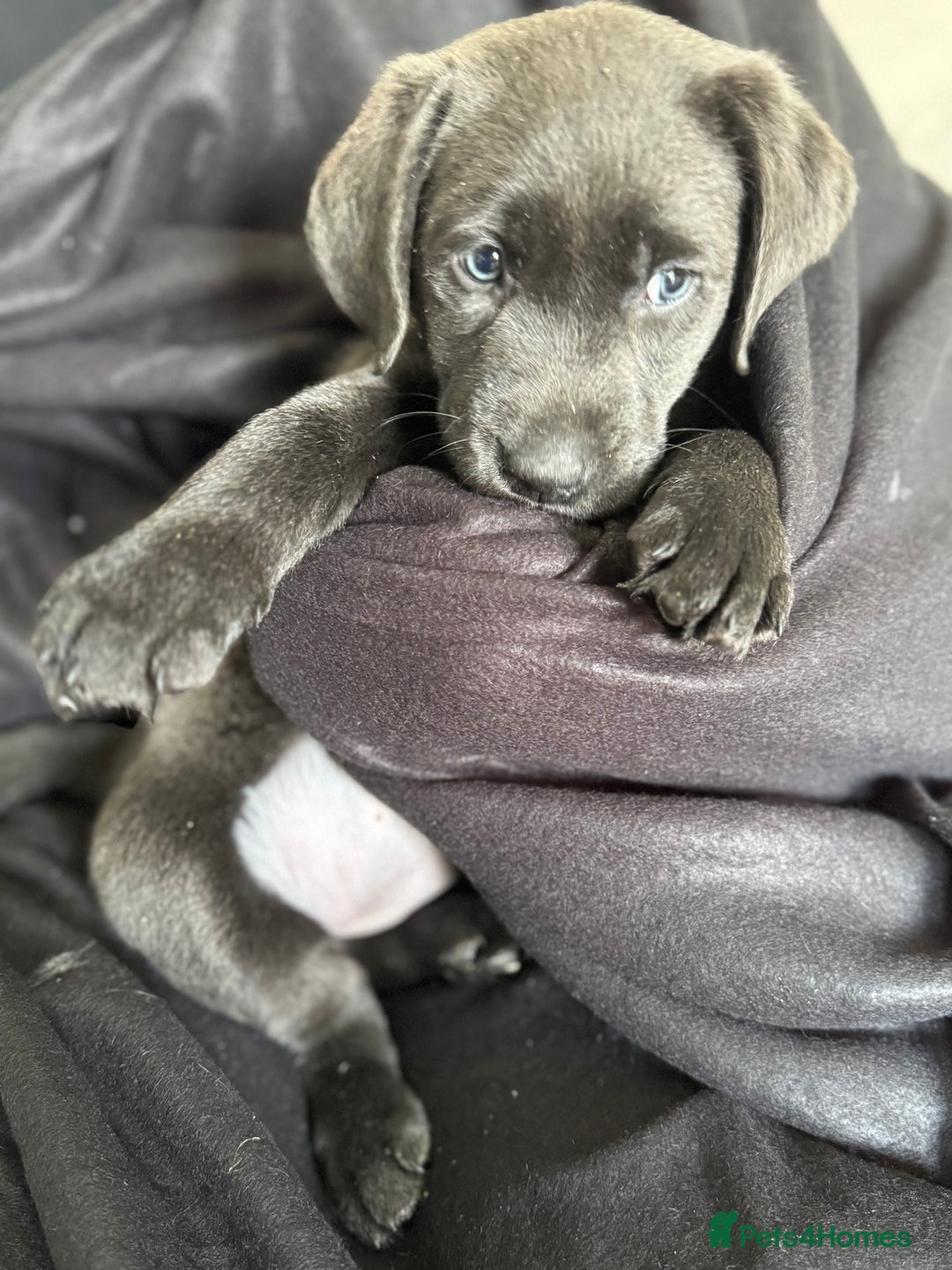Labrador Retriever dogs for sale: Last of litter K.C Charcoal Labrador girl 9 Weeks - Image 13