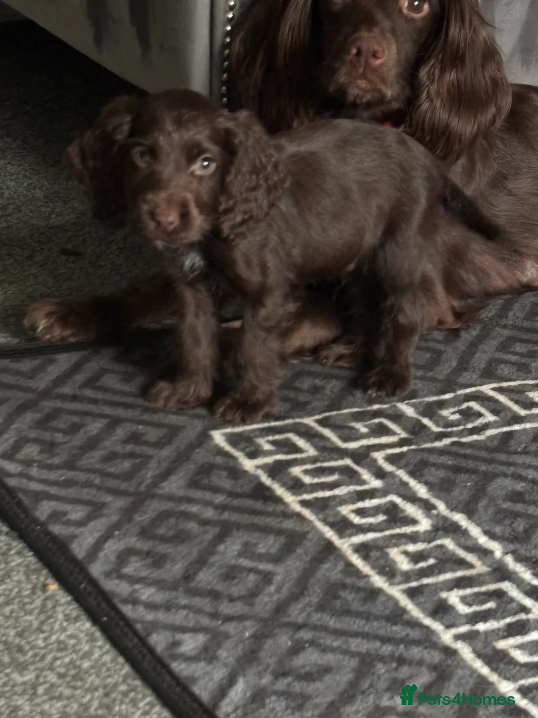 Cocker Spaniel dogs for sale: 3 beautiful cocker spaniel puppy’s  - Advert 4