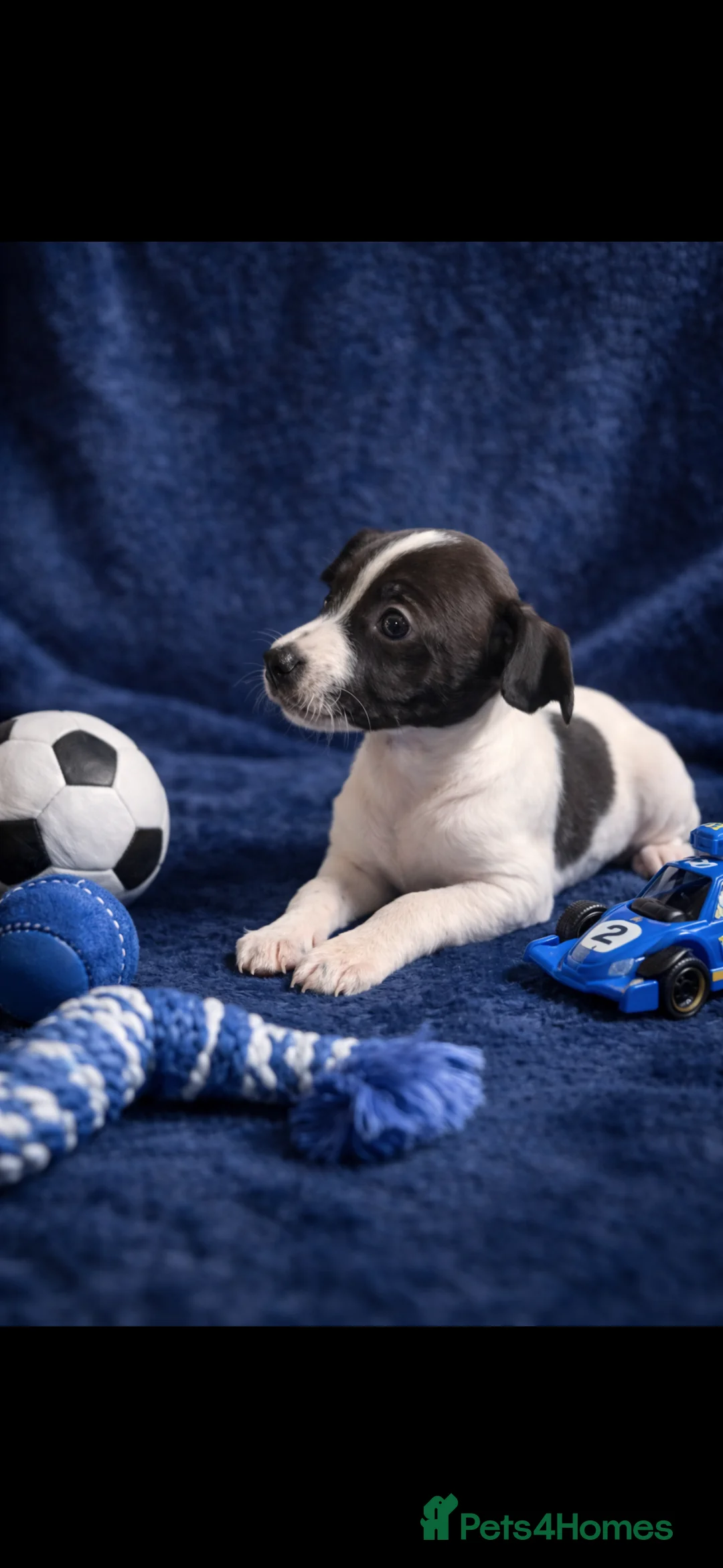 Italian Greyhound dogs for sale: ITALIAN greyhound puppy BOY AVAILABLE - Advert 1