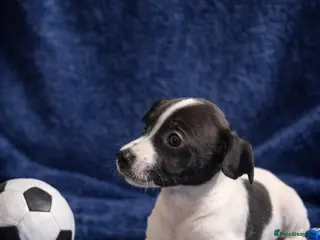 Italian Greyhound dogs ITALIAN greyhound puppy BOY AVAILABLE - Advert 14