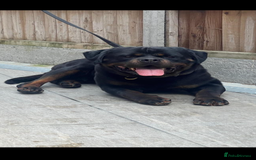 Rottweiler dogs for sale: Pure German Rottweiler Male For Sale  - Image 2