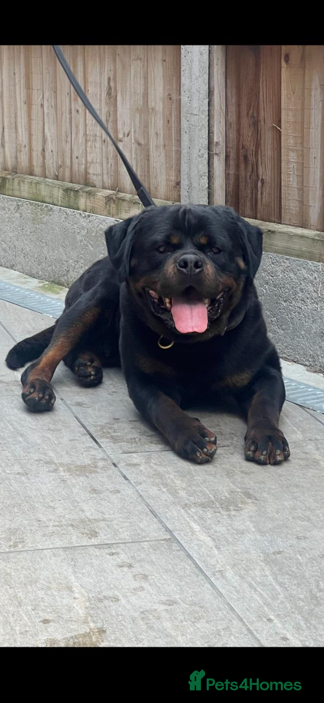 Rottweiler dogs for sale: Pure German Rottweiler Male For Sale  - Image 2