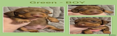 Miniature Dachshund Puppy Green