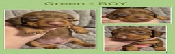 Miniature Dachshund dogs for sale: KC Miniature Dachshund Puppies - Advert 6