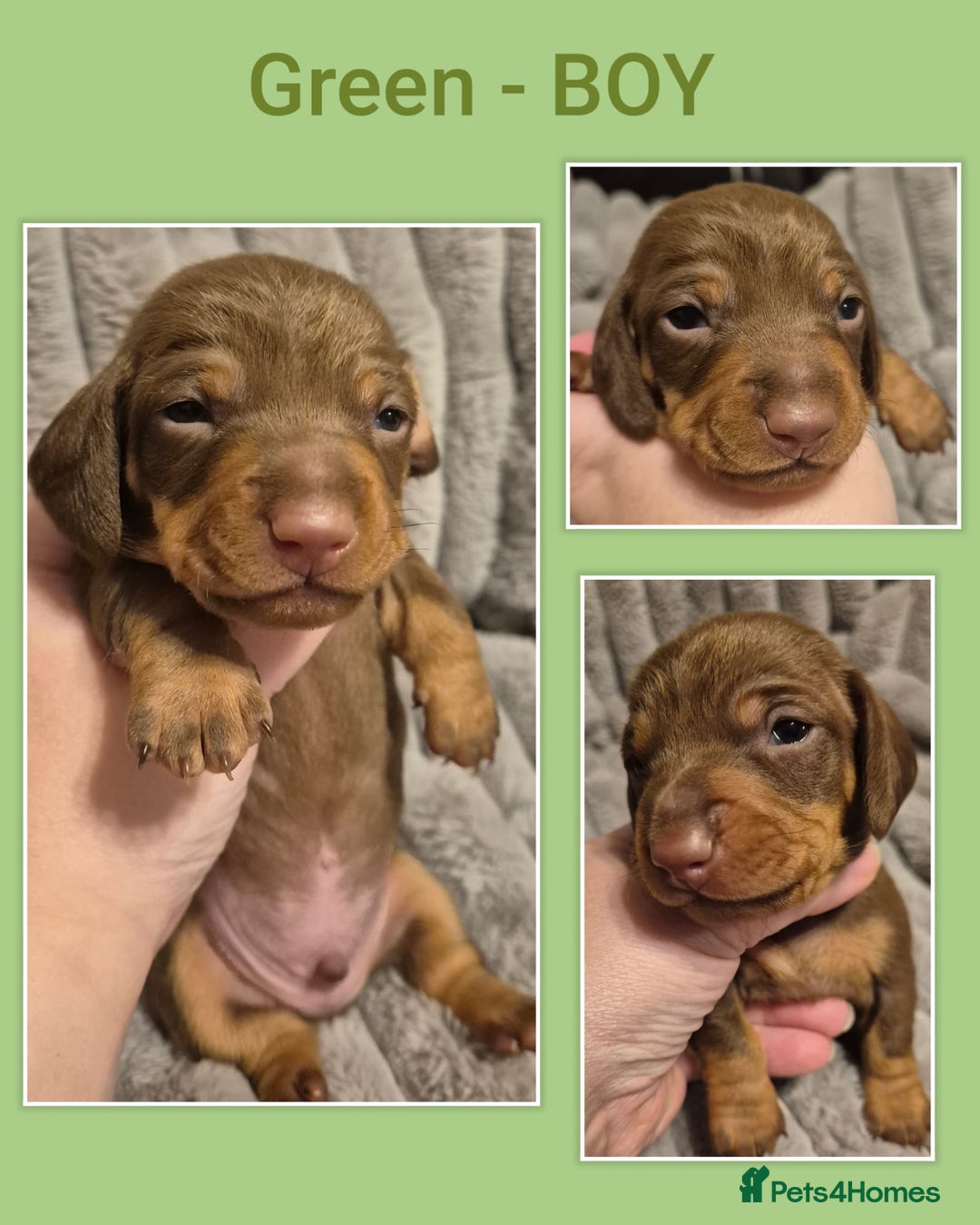 Miniature Dachshund dogs for sale: KC Miniature Dachshund Puppies - Advert 6