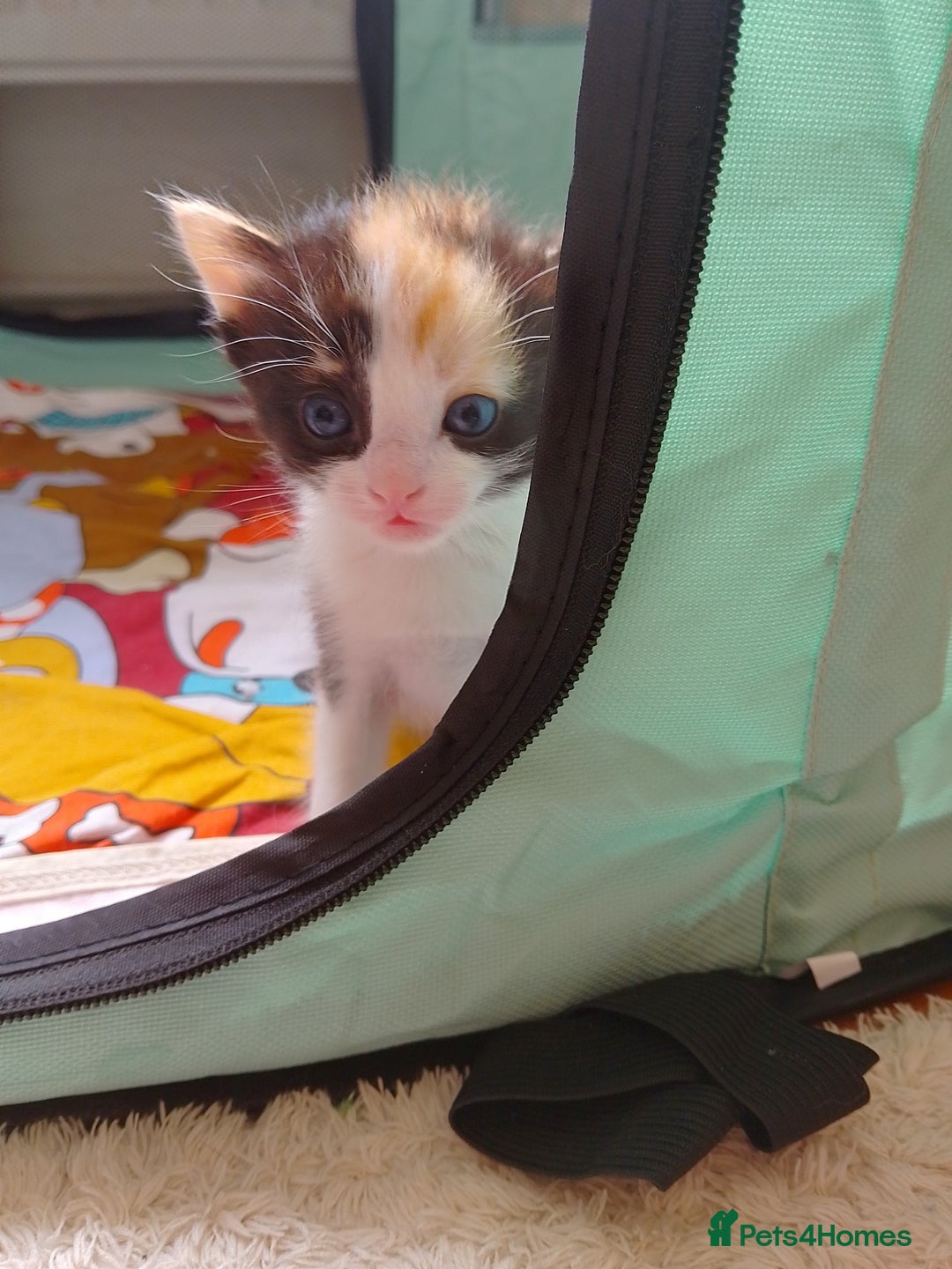 Ragdoll cats for sale: Ragdoll cross kittens x 5 - Image 4