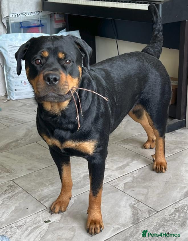 Rottweiler dogs for adoption: SYLVIE 4yr old Rottweiller - Advert 4
