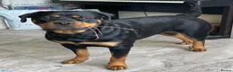 Rottweiler dogs for adoption: SYLVIE 4yr old Rottweiller - Advert 1