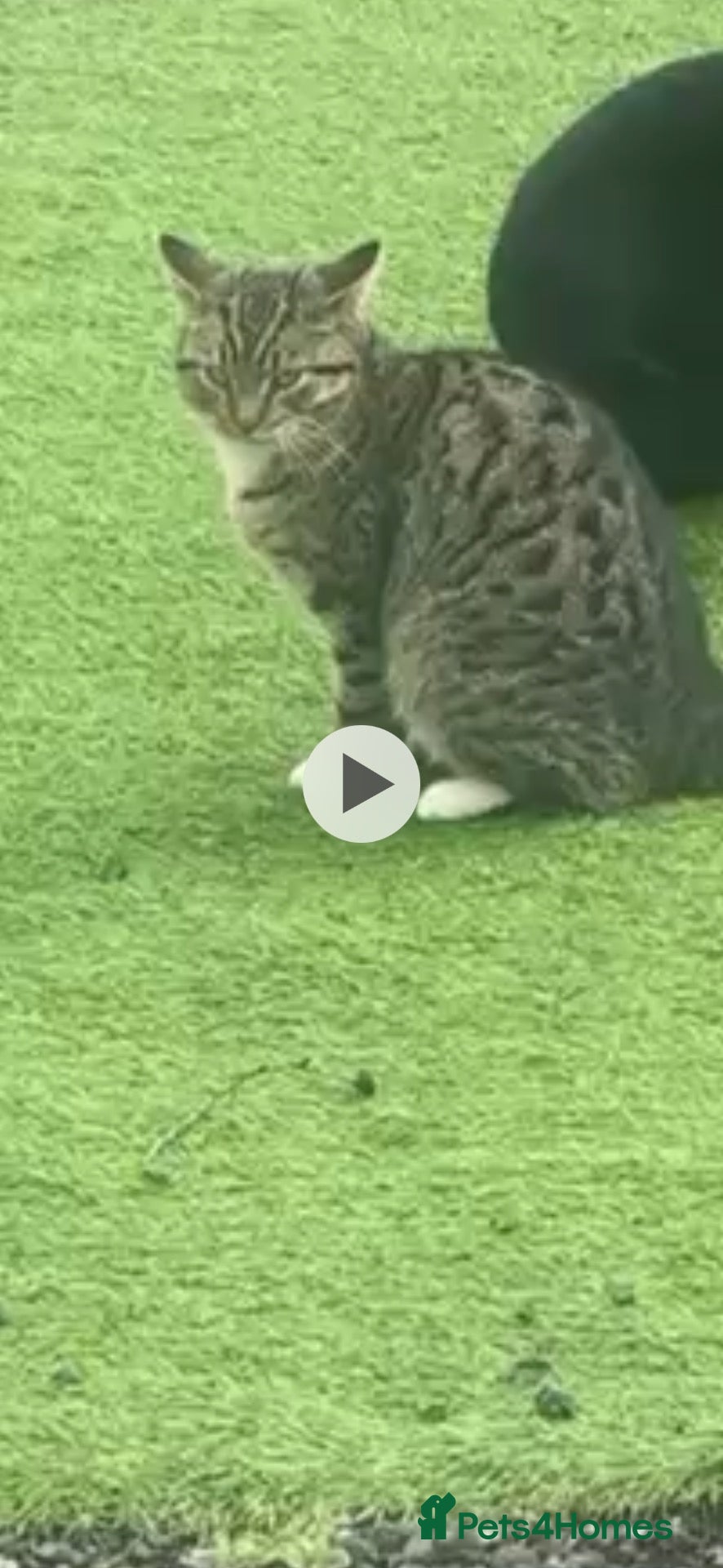 Mixed Breed cats for sale: Mixed breed kittens  - Advert 22