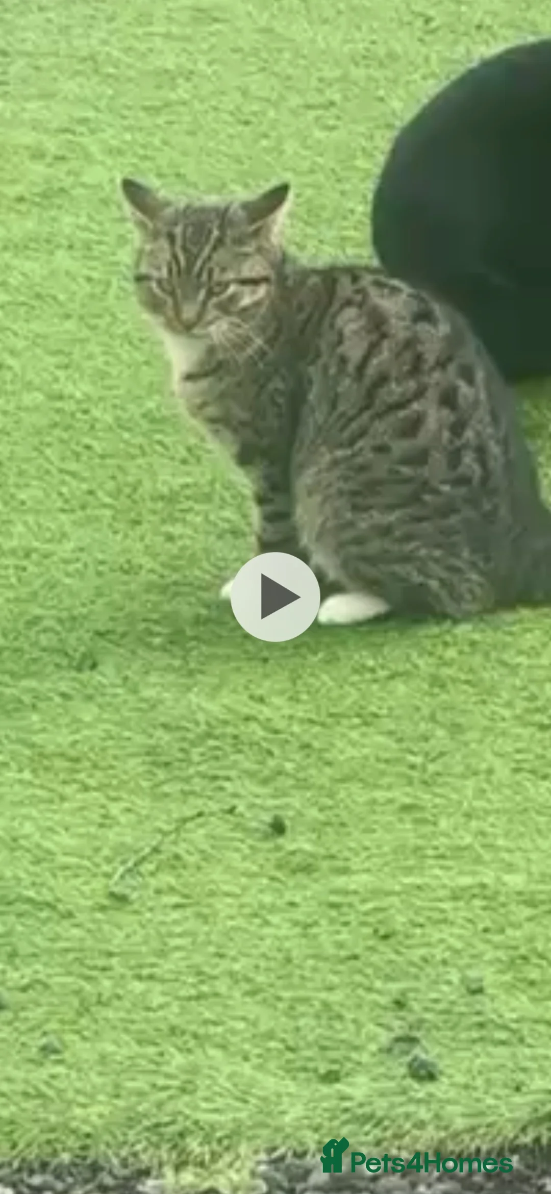 Mixed Breed cats for sale: Mixed breed kittens  in Stafford - Advert 8