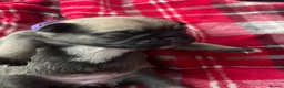 Pug dogs for sale: Beautiful Pug Puppies for Sale - Advert 22