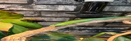 Skink reptiles for sale: Emerald tree skinks - Advert 2