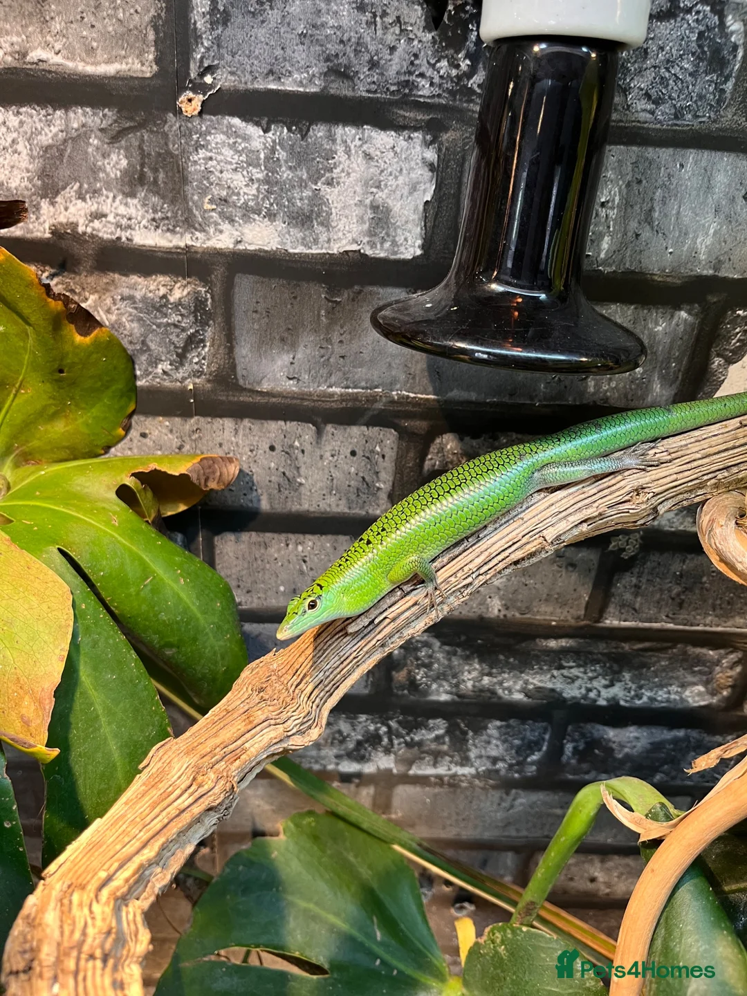 Skink reptiles for sale: Emerald tree skinks - Advert 2