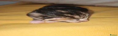 Mixed Breed 4