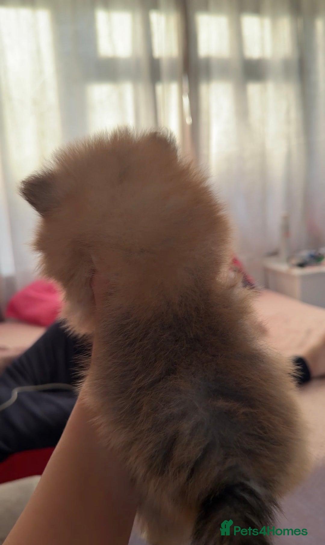 Pomeranian dogs for sale: Fluffy Pomeranian Boys Full of Love  - Advert 4