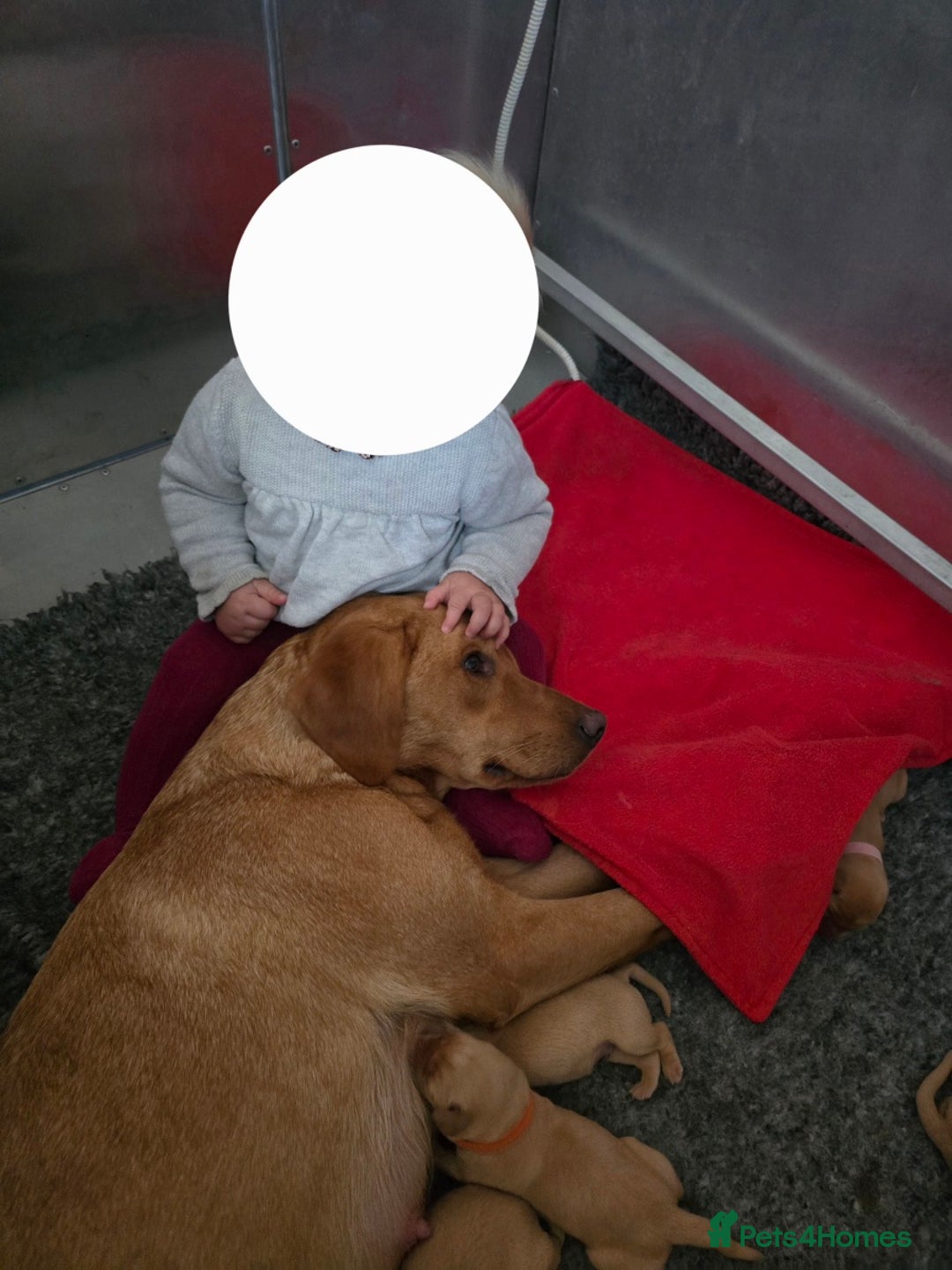 Labrador Retriever dogs for sale: Well bred KC labrador puppies - Advert 4