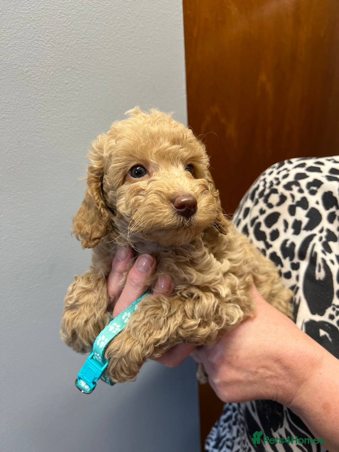 Miniature Poodle dogs for sale: Miniature poodles  - Image 22