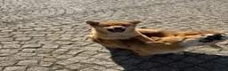 Japanese Shiba Inu dogs for sale: Shiba Inu puppies parents health tested  - Advert 8