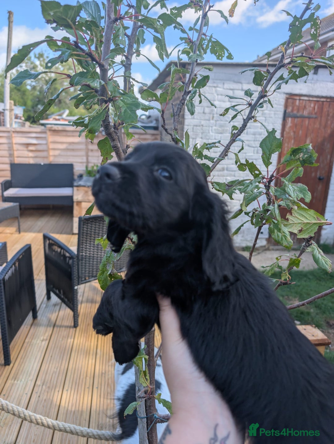Cocker Spaniel dogs for sale: Working type cocker spaniel puppies  - Image 9