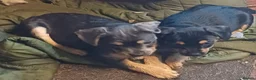 Mixed Breed dogs for sale: Adorable French Bulljack puppies  - Advert 9