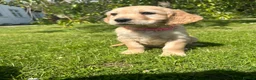 Mixed Breed dogs for sale:  ☘️ Golden Irish puppies available  ☘️ - Advert 4