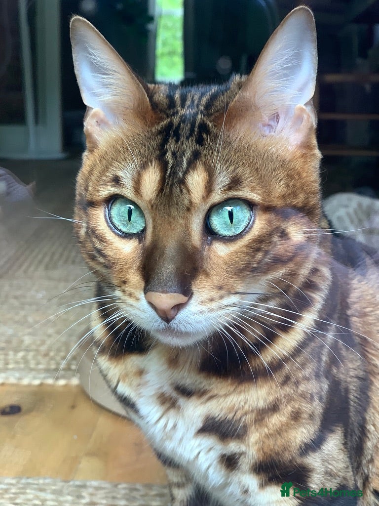 Bengal cats Pedigree Bengal Mooshi – Gentle, Observant Soul - Advert 8