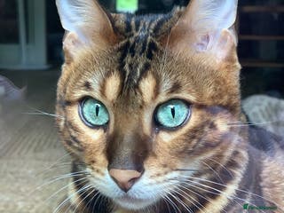 Bengal cats Pedigree Bengal Mooshi – Gentle, Observant Soul - Advert 1