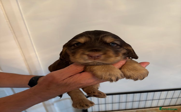 Cocker Spaniel dogs - Advert 7