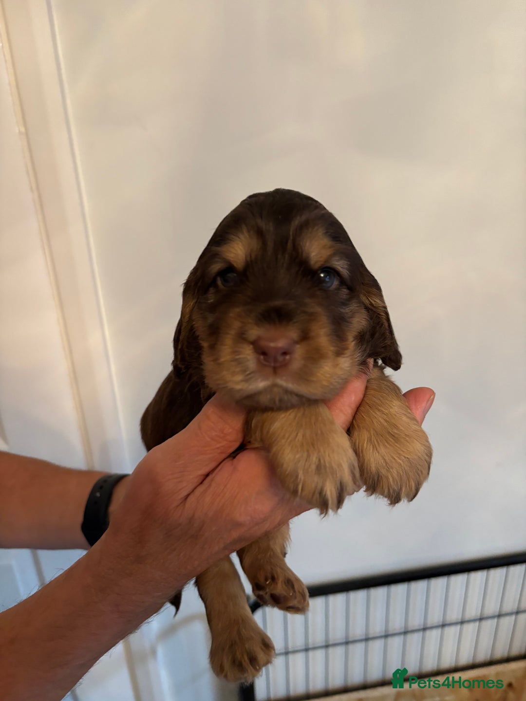 Cocker Spaniel dogs for sale: Outstanding FN clear kc reg cocker spaniel puppies - Image 5