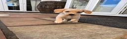 Mixed Breed dogs for sale: ONLY 2 LEFT Double Doodle Puppies (Cockadoodles) - Advert 17