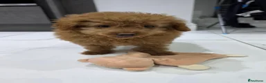 Toy Poodle 1