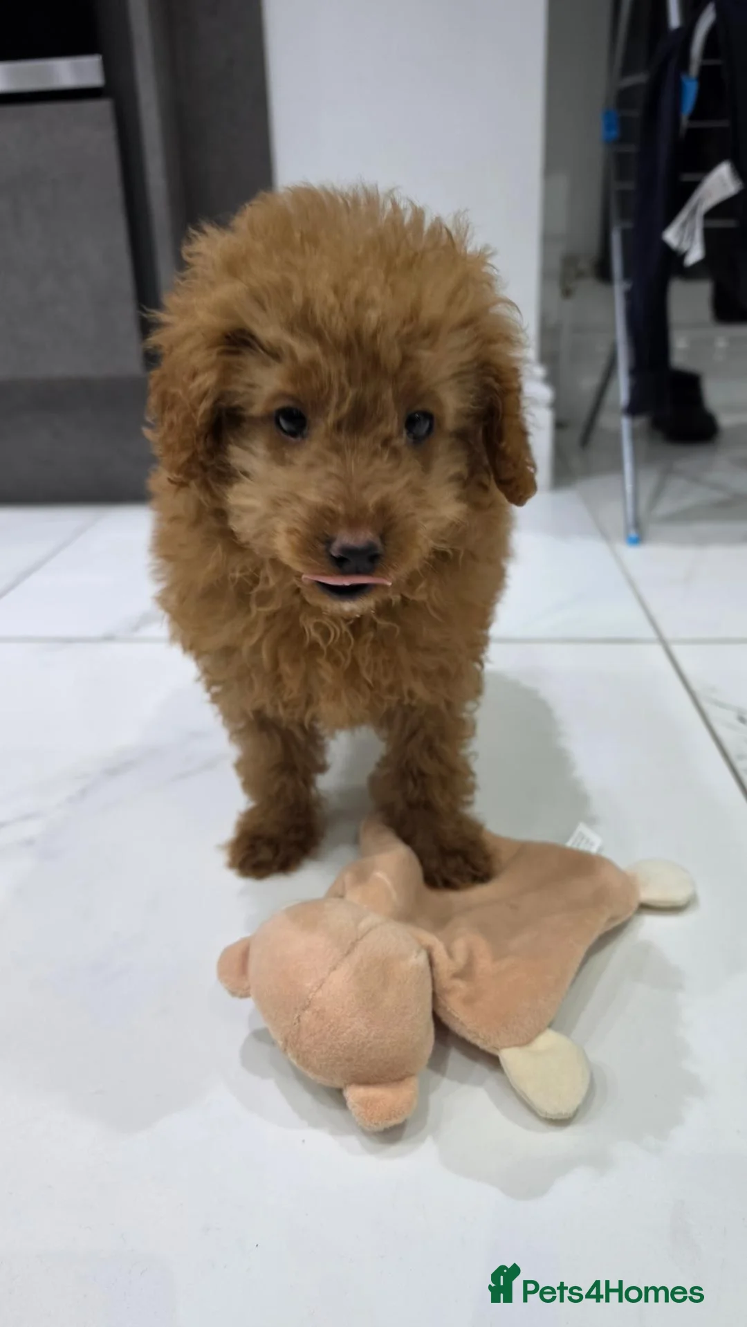 Toy Poodle dogs for sale: Toy poodle x Asian puppy 11 weeks in Bromley - Advert 2