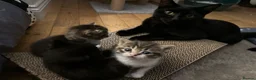 Mixed Breed cats for sale: Adorable kittens looking for their forever homes - Advert 14
