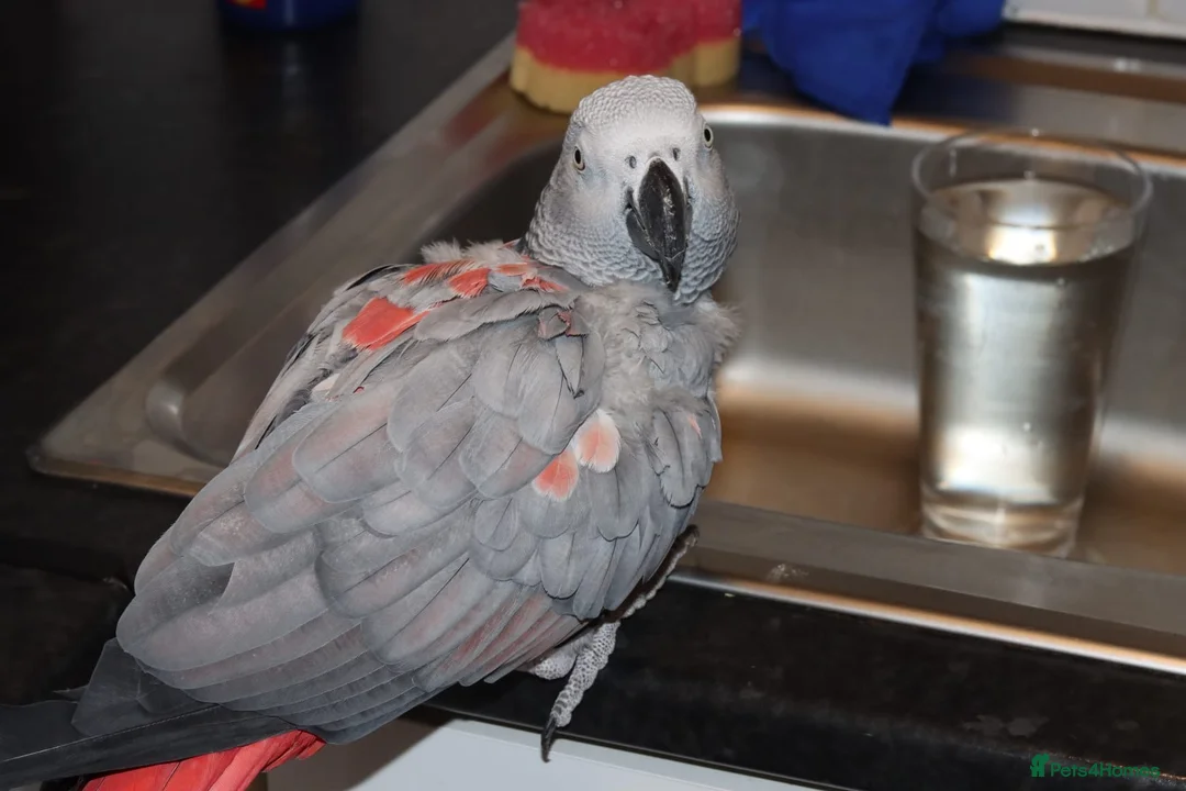 Parrots birds for sale: Beautiful African grey looking for loving home  in Tipton - Advert 2