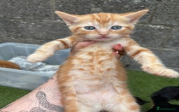 Ragdoll cats for sale: Gorgeous ragdoll cross kittens  - Image 23