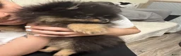 Pomeranian dogs for sale: Black & tan Pomeranian puppies 1 GIRL  - Advert 4
