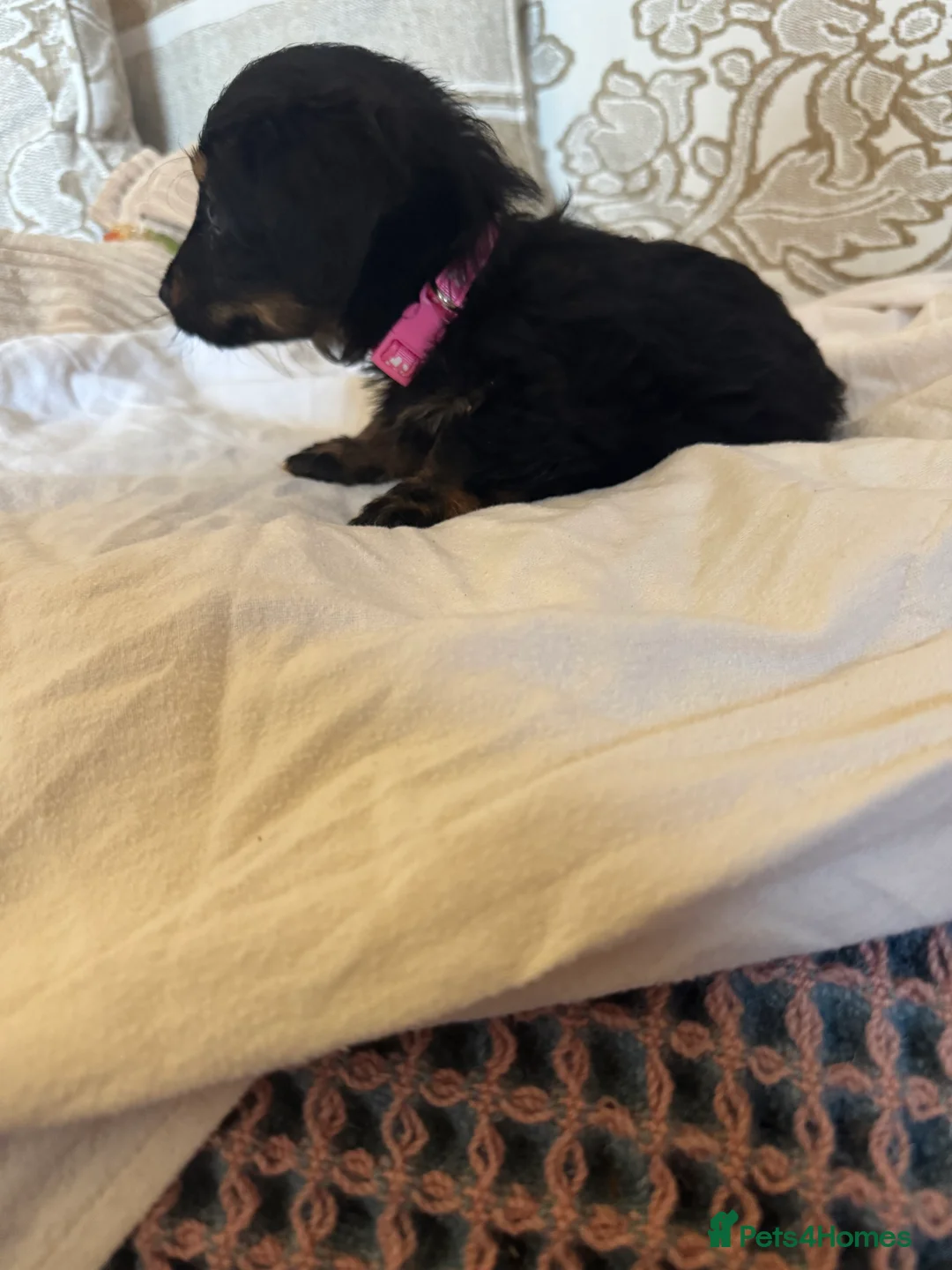 Miniature Dachshund dogs for sale: Miniature dachshunds - Advert 4