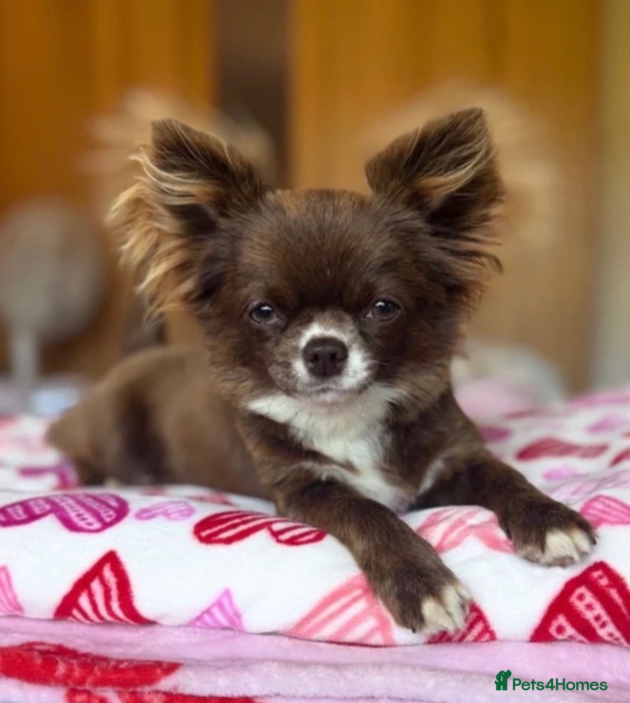 Chihuahua dogs Chocolate female Chihuahua  - Advert 1